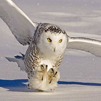 snow owl