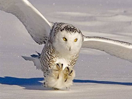 snow owl - snow, owl, white, beautiful