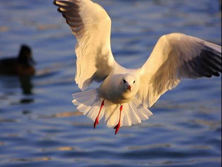 seagull - white, flight, seagull, bird