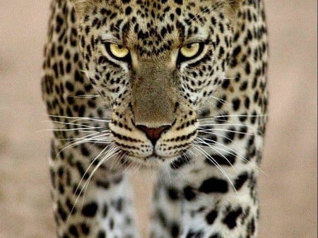 catwalk - beautiful, cat, leopard, look