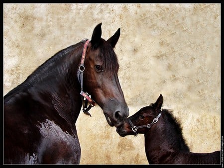 Morning kiss - love, touch black, brown, horse, mother, mare, foal