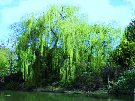 Weeping by the river - river, cascades, edge, weeping willow, tree