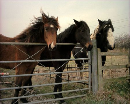 Three Horses - gate, horses, farm, kind