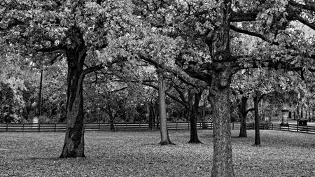 B&W Forest - black, white, winter, nature, forest