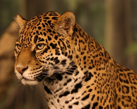 Jaguar - animal, nature, beautiful, cats, wild