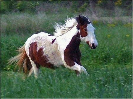 Meant to be - paint, brown and white, galloping, field, horse