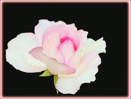 Blush - white, flower, soft color, rose, pink