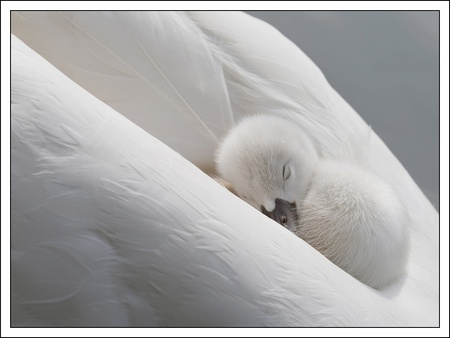 My feather bed - white, signet, swan, mother, feathers, sleeping