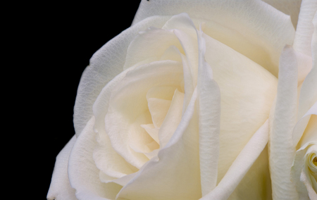 Pure White - white, love, romance, rose, pure