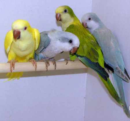 4 little birds sitting on a branch - quaker, cutey, birds, parrot