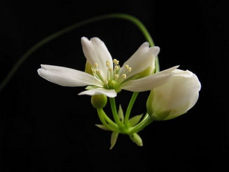 white beauty - beauty, white, delicate, flower