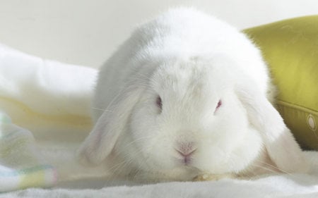 white bunny - white, rabbit, animals, cute, hot, adorable, bunny