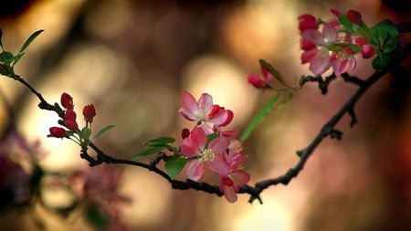 CherryBloomz - blooms, twig, nature, flower, pink