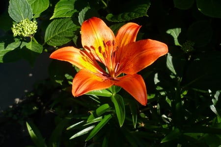 Orange Beauty - springtime, flower, orange, lily