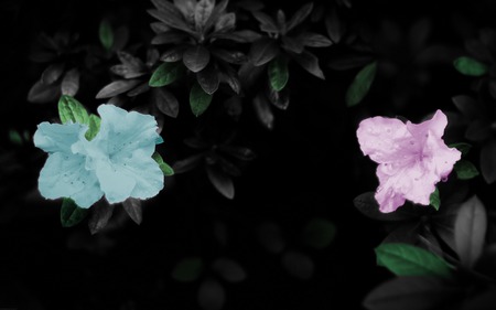 Blue n Pink Flowerz - blooms, blue flowerz, dark, pink