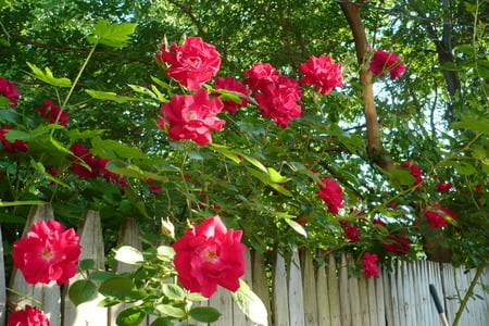 old fashioned red roses - roses, climbing, red, old fashion, flowers