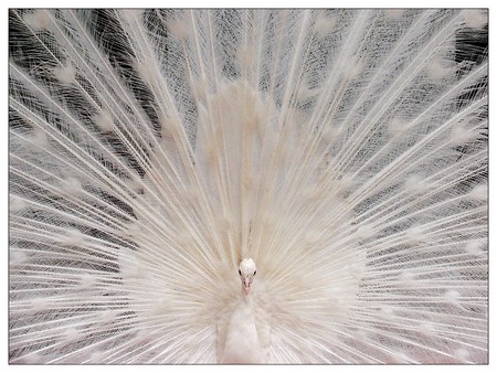 Fan of white - white, peacock, beauty, feathers, fanning, bird