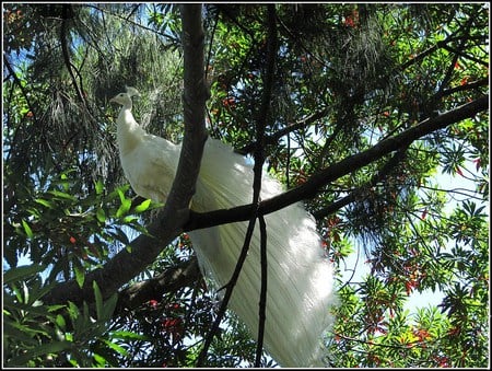 Tree fan - white, tail, peacock, roost, feathers, tree