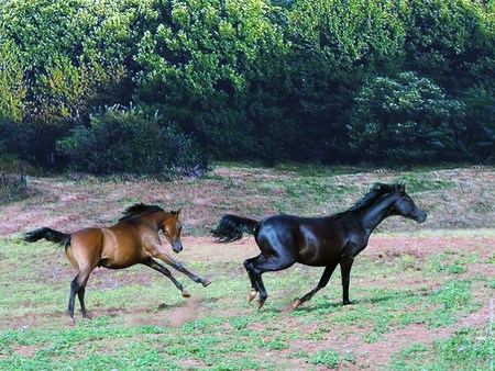 Playtime - horses, free, jump, brown, black, gallop, play