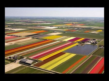 Tulip Fields of Holland - nature, tulips, farm, flowers