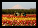 John Deere in a Tulip Field