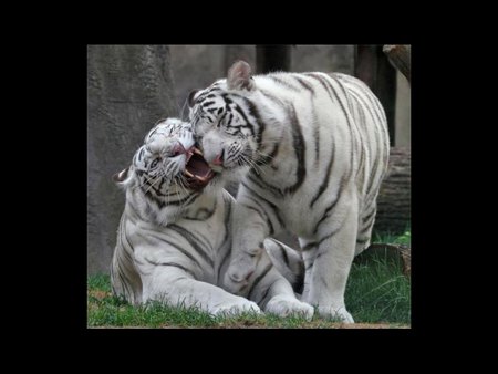 White Tiger Love - love, animals, cats, tigers