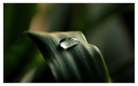 Rain Drop Of Hope - nature, hope, rain drop, beautiful, nice, grass