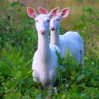 White Deer