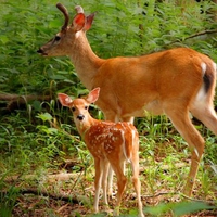 Brown Deer