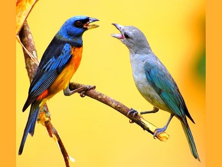 Singing Birds - singing, picture, cool, birds