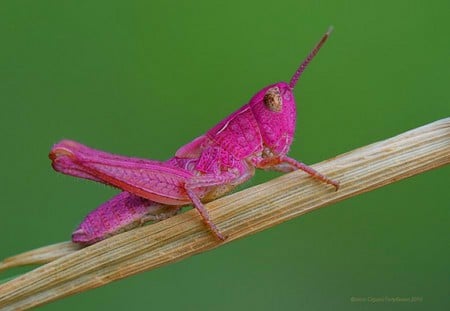 Pink Grasshopper - grasshopper, picture, pink, beautiful