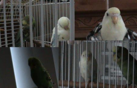 my pets mingming and honeybird - fluffy, cute, parakeets, birds