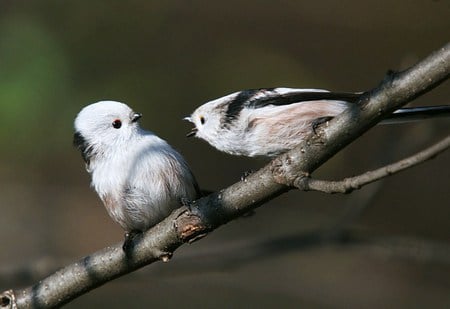 You didn't bring me anything? - black and white, screeching, birds, branch