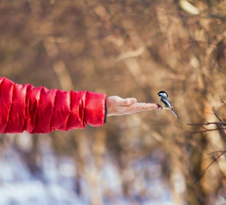 Reach out your hand - touch, trust, hand, person, reach out, black and white, chickadee