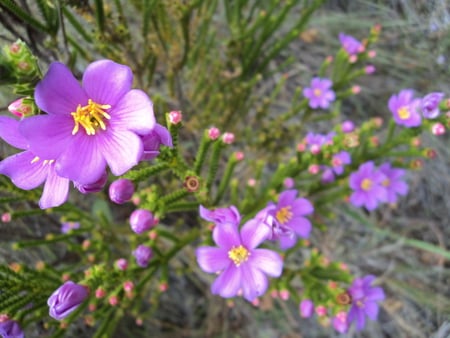 Cerrado Flowers - flowers, cerrado, brasilia, brazil