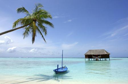 Sky - nature, water, sky, palm