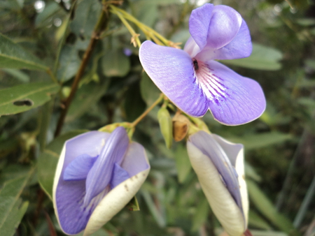 Cerrado Flowers - cerrado, flowers, brazil, brasilia