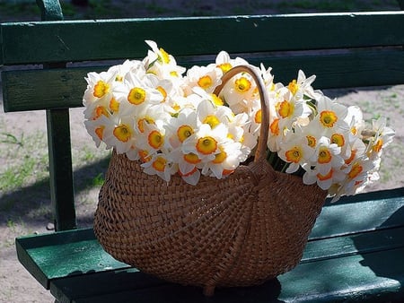 Beautiful Flowers - nature, beautiful, daffodils, colors, bench, basket, flowers, lovely