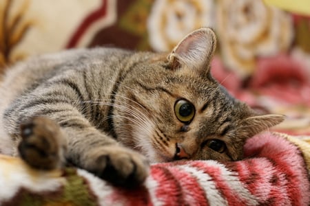 Sweet - cat face, beautiful, lovely, mammal, sweet, cat, pet, animal, blanket, kitten, feline, cute, cats, face, animals, kitty