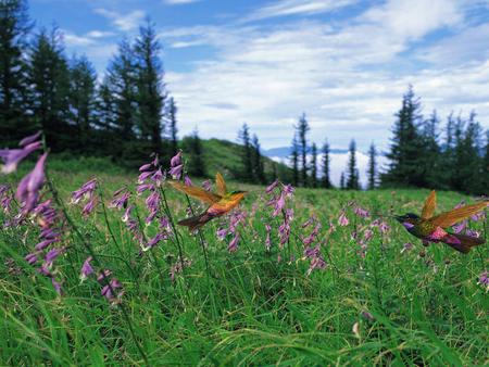 Hummingbirds - sky, flower, hummingbirds, animal, birds