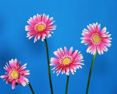 Flowers - flowers, sky, pink, nature