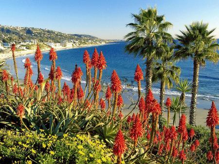 Beach - flowers, sky, nature, water