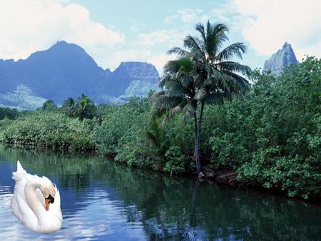 Swan - animal, swan, water, bird