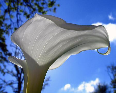 Flower - sky, flower, tree, nature