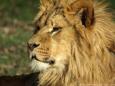 Leo the Lion - cat, animal, leo, lion