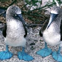 Blue feet