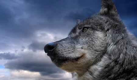 Proud wolf - face, wolf, sky, dog