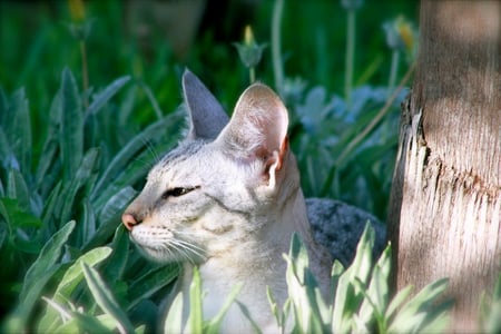 F2 Savannah cat contemplating nature - grey, animal, nature, savannah, cat