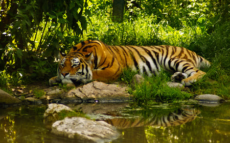 Beauty - animal, stream, nature, tiger