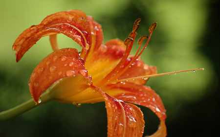 From The Garden - nature, garden, brillant, orange, flower